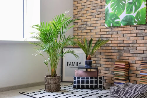  living room indoor plants 