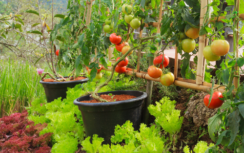 terrace garden design 2