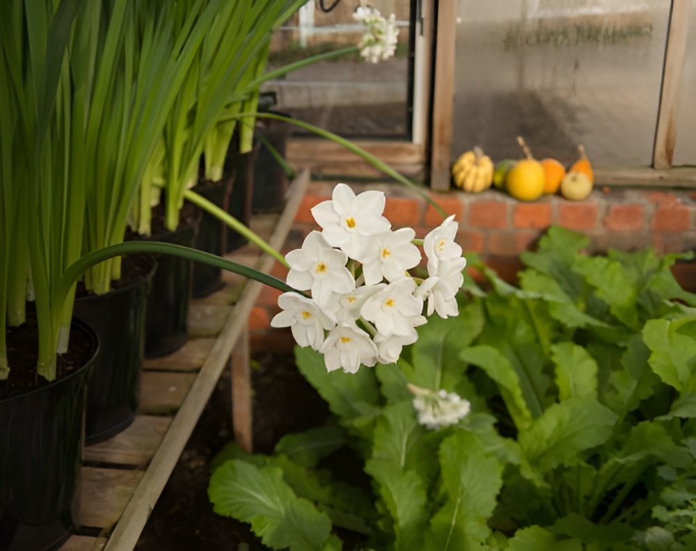 Indoor Water Plants 4