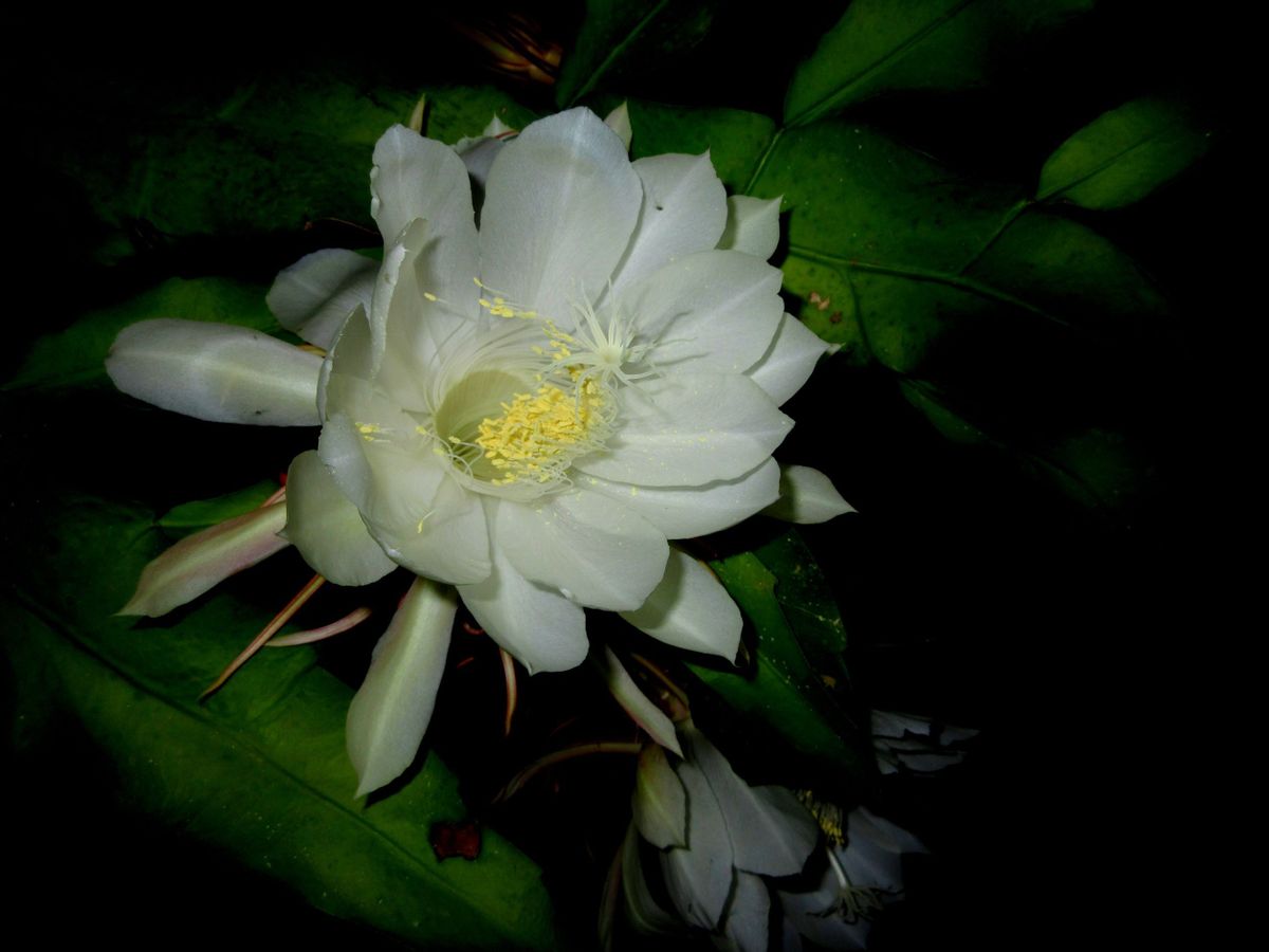 Brahma Kamal Plant