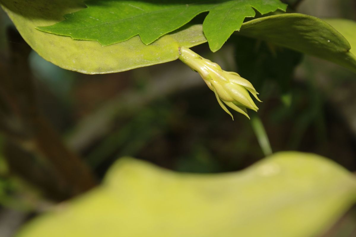 Brahma Kamal Plant