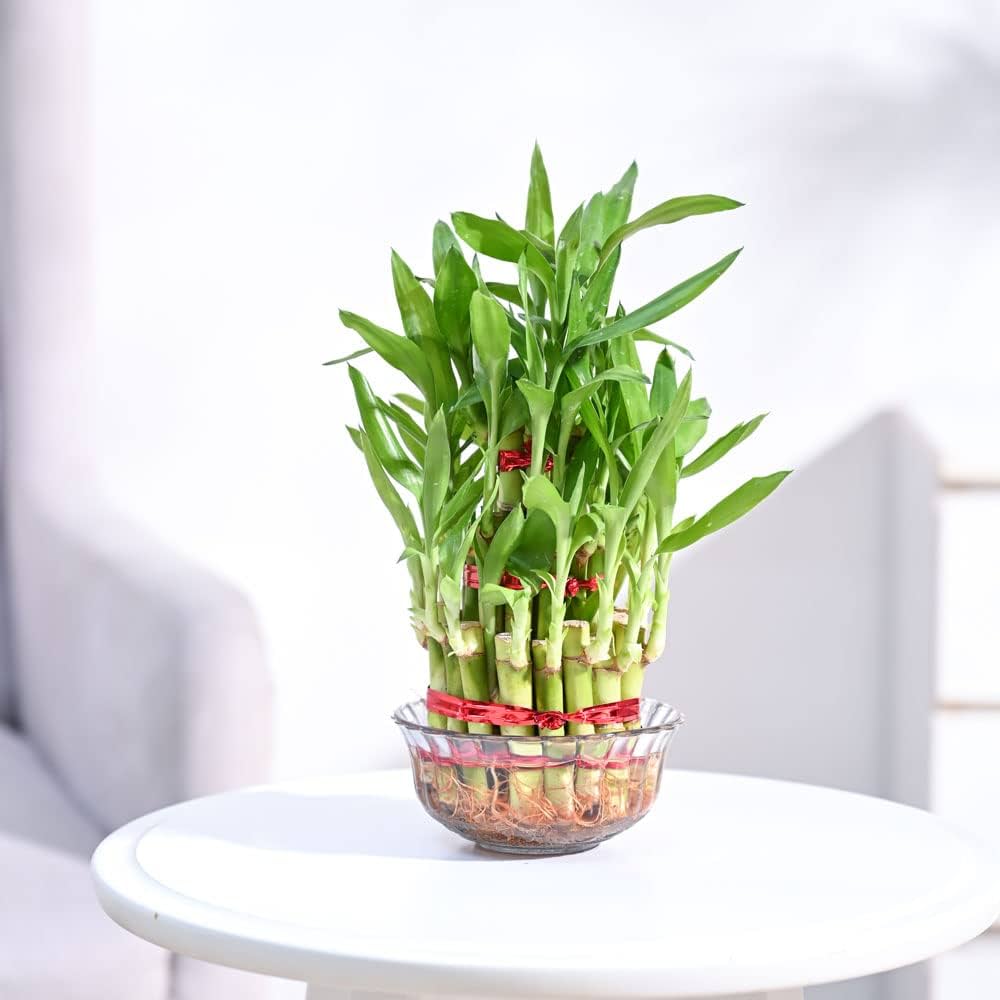 vastu-plants-for-home