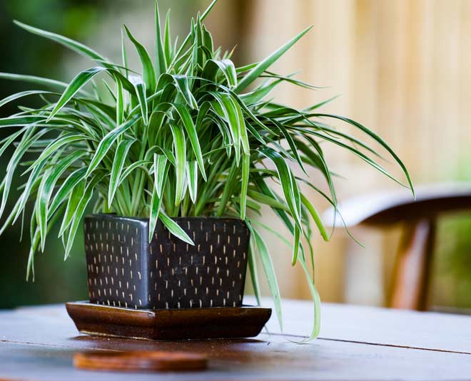 vastu-plants-for-home