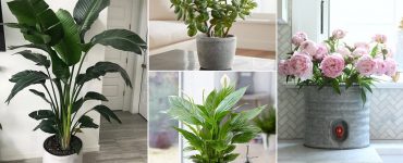 15 Best Vastu Plants For Home Which Brings in Happiness & Wealth