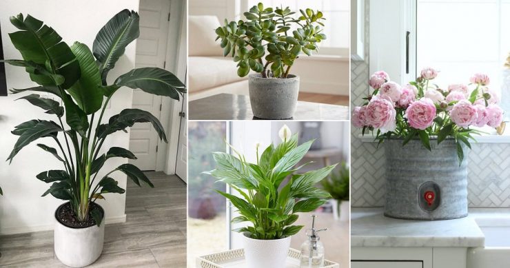 15 Best Vastu Plants For Home Which Brings in Happiness & Wealth