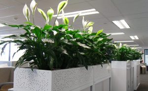 Vastu plants for office