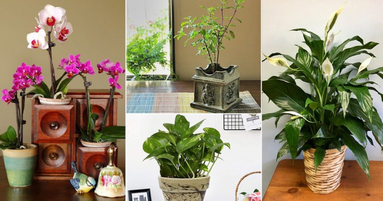 15 Best Vastu Plants For Home Which Brings in Happiness & Wealth