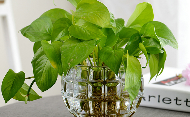 Money Plant in bedroom