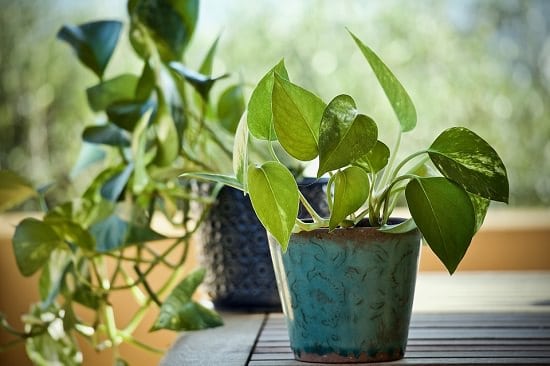 Use sufficient soil to grow your Money Plant