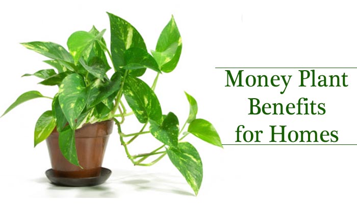Vastu Tips to Place Money Plant In your Bedroom - Vastu Home Tips