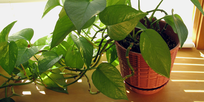 money plant need sun light