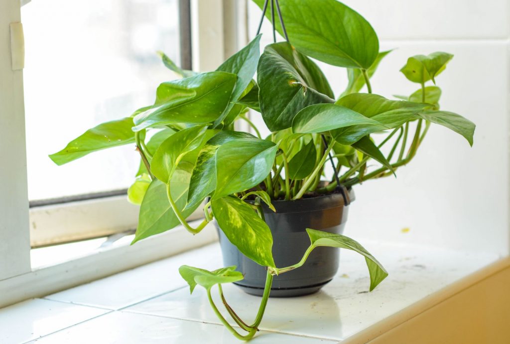 Vastu Tips to Place Money Plant In your Bedroom - Vastu Home Tips ...