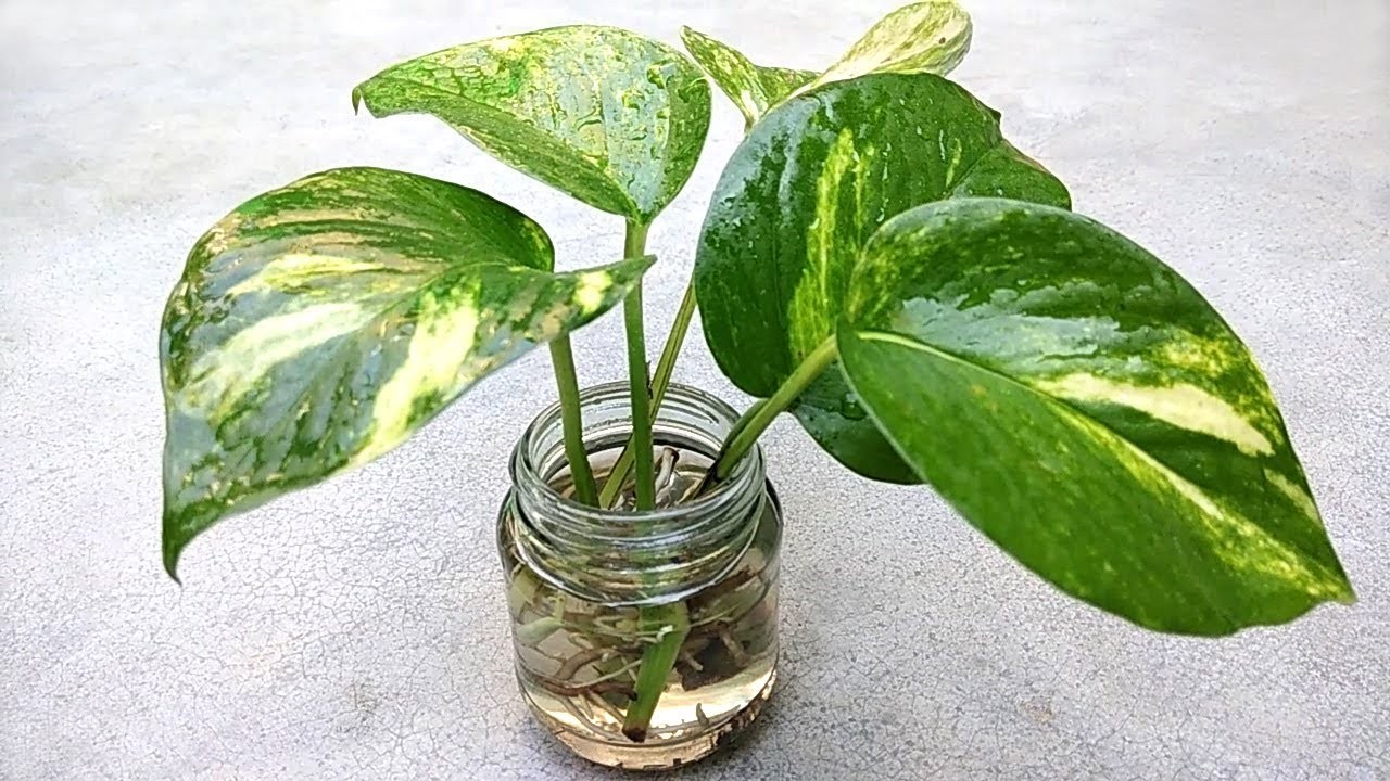 water your money plant regulary