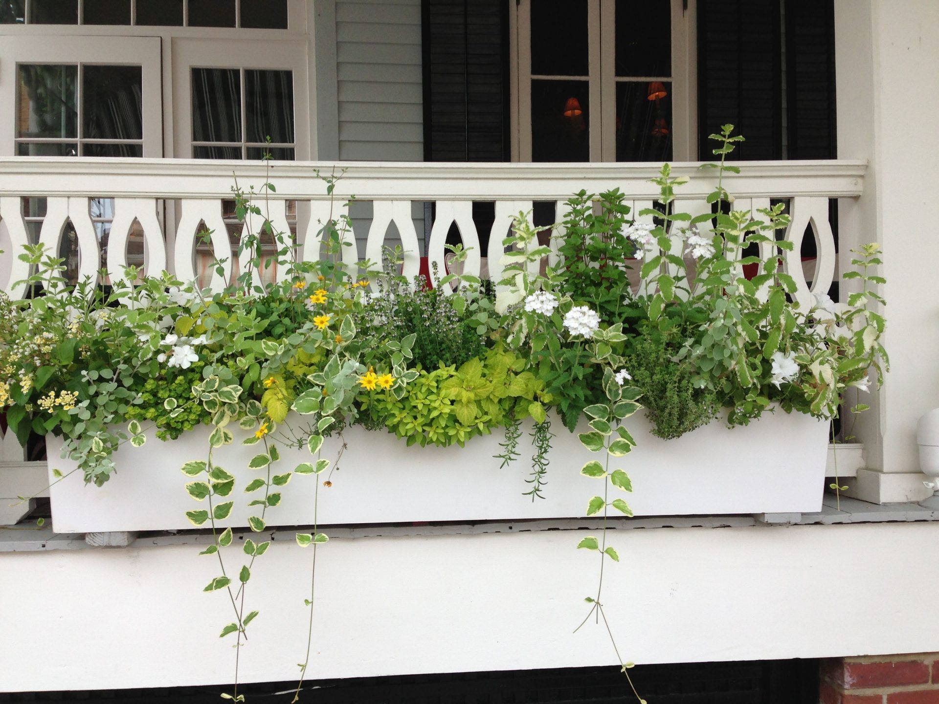 Green Window Boxes
