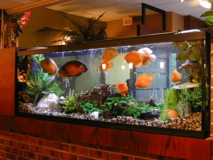 Fish Aquarium For Vastu Shastra