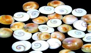 Gomati Chakra For Vastu Home Decor