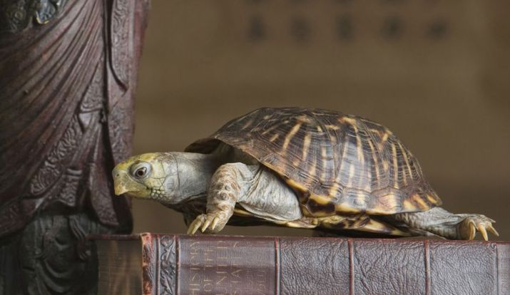 Having Tortoise Is Basic Vastu For Home