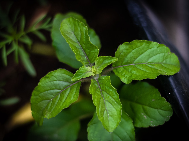 Tulsi Plant helps fight stress