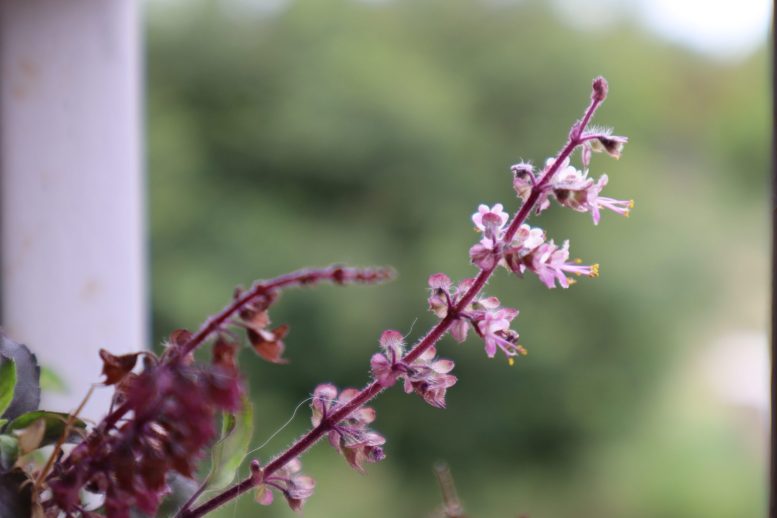 Tulsi Plant repels insects