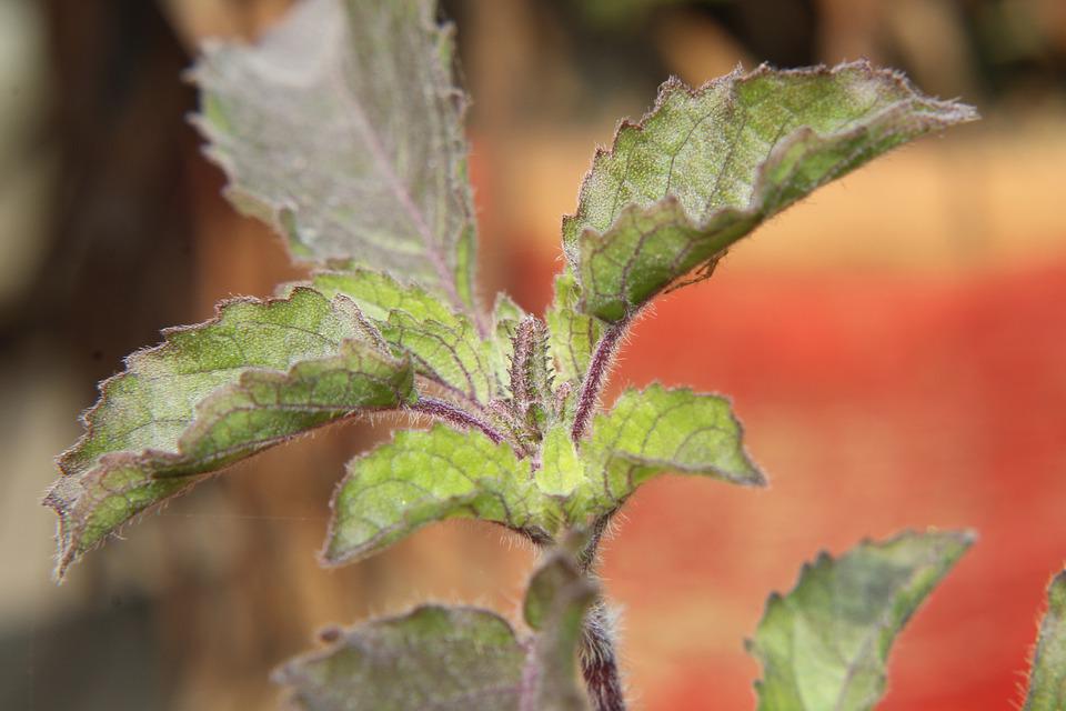 Tulsi plant benefits the heart