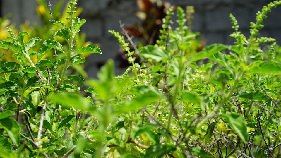 Tulsi plant has detoxifying effects