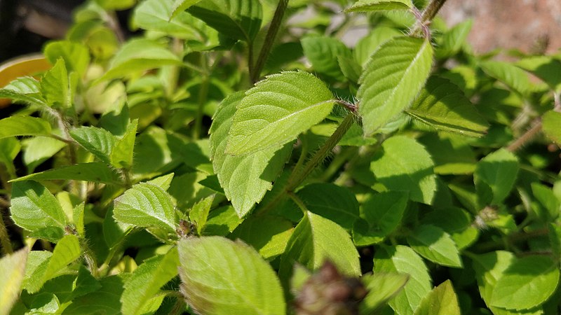 Tulsi plant has high nutritional value