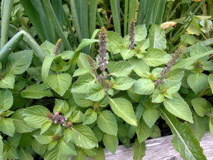 Tulsi is linked to prosperity